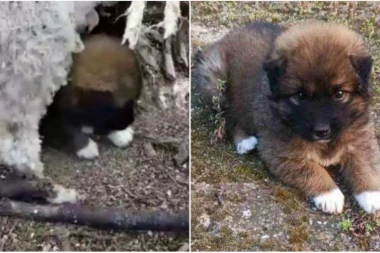 (FOTO) SEĆATE SE ŠTENETA KOJE SE SKRIVALO U LEŠU OVCE KAKO BI PREŽIVELO?  Danas se zove Lea, ima svoj dom i porodicu - ovo je priča malog heroja!