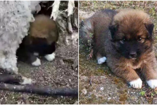 (FOTO) SEĆATE SE ŠTENETA KOJE SE SKRIVALO U LEŠU OVCE KAKO BI PREŽIVELO?  Danas se zove Lea, ima svoj dom i porodicu - ovo je priča malog heroja!