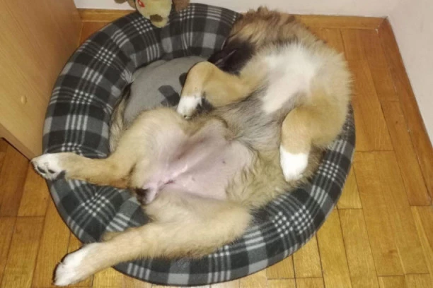 7 ČUDNIH PONAŠANJA PSA: Evo šta žele da nam poruče