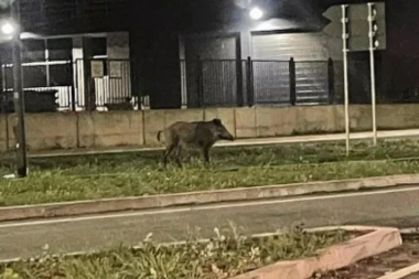 (FOTO) NOVOSAĐANI U PANICI! Pogledajte ko im šeta gradom!