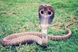 OTROVNICA POBEGLA OD VLASNIKA: Afrička kobra na slobodi, vlasti izdale upozorenje stanovništvu! (VIDEO)