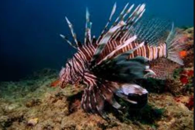 U HRVATSKOM JADRANU DETEKTOVANA RIBA LAV! Ako vas ubode možete i da umrete! STRUČNJACI ZABRINUTI!