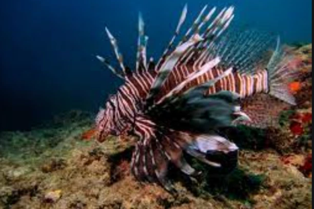 U HRVATSKOM JADRANU DETEKTOVANA RIBA LAV! Ako vas ubode možete i da umrete! STRUČNJACI ZABRINUTI!