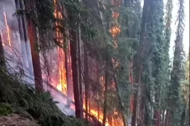 GORI 100 HEKTARA PANČIĆEVE OMORIKE: Jeziv snimak požara blizu Tare (VIDEO)