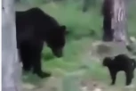 (VIDEO) UPLAŠENI MEDVED POBEGAO OD MAČKE! Vasja je prava Internet senzacija!