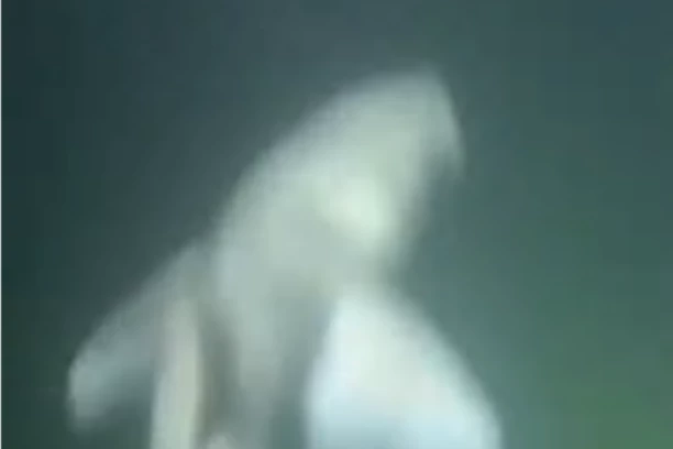 (VIDEO) OTIŠAO NA NOĆNO KUPANJE PA OSETIO DA MU NEŠTO UDARA U NOGU! Jezivo iskustvo plivača na ostrvu Vajt!