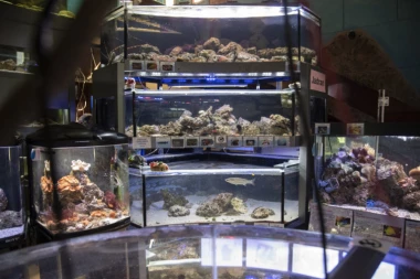 JATO PIRANA POJEDE KRAVU ZA PET MINUTA: Posetili smo tropikarijum u Beogradu i otkrili kako se čuvaju EGZOTIČNE ŽIVOTINJE (FOTO/VIDEO)