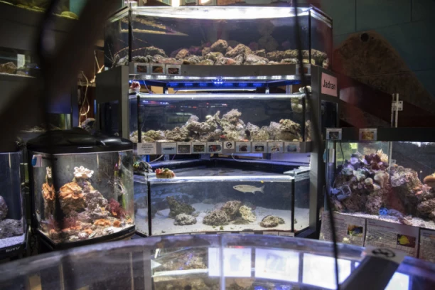 JATO PIRANA POJEDE KRAVU ZA PET MINUTA: Posetili smo tropikarijum u Beogradu i otkrili kako se čuvaju EGZOTIČNE ŽIVOTINJE (FOTO/VIDEO)