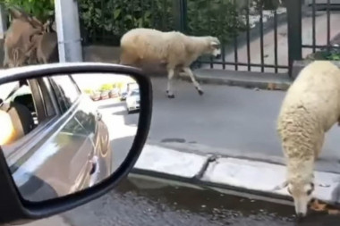 DOMAĆE ŽIVOTINJE OPKOLILE BEŽANIJSKU KOSU: Ovčice ometaju saobraćaj, koze upadaju ljudima u kuće (FOTO/VIDEO)