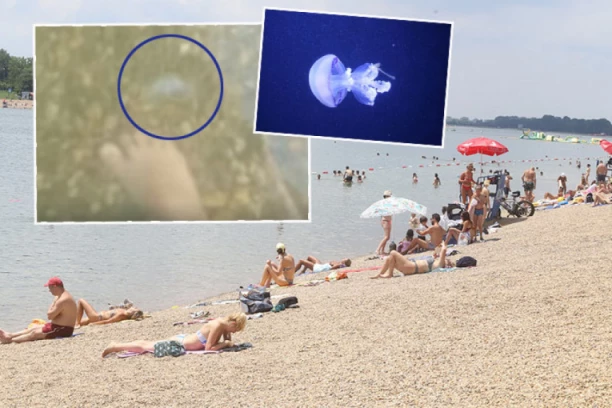MEDUZE HARAJU ADOM: Kupači zabrinuti, stručnjak objašnjava da li su OPASNE! (VIDEO)