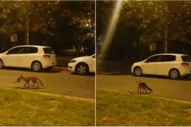 LISICA U CENTRU GRADA! Građani u neverici, narod podeljen u komentarima! (VIDEO)
