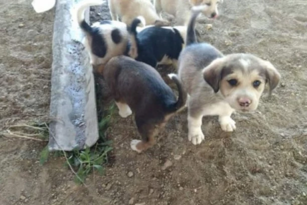 NE NOSE SVI HEROJI PLAŠT: Ova devojka je spasila na stotine pasa!