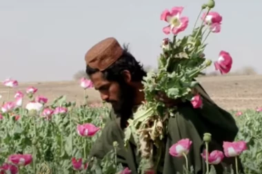 RAT ZA DROGU!? Koliko se opijuma proizvodi u Avganistanu, gde on završava i ko sve od njega zarađuje!?