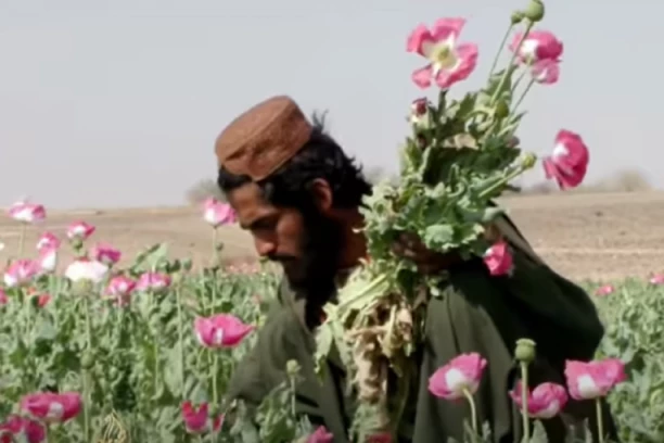 RAT ZA DROGU!? Koliko se opijuma proizvodi u Avganistanu, gde on završava i ko sve od njega zarađuje!?
