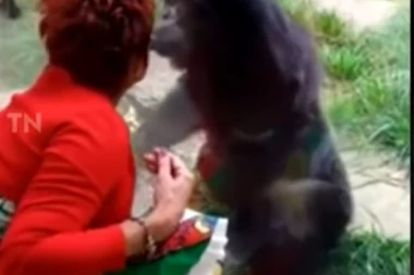 ŽENA SMRTNO ZALJUBLJENA U ŠIMPANZU! Zabranjen joj dolazak u zoo vrt!