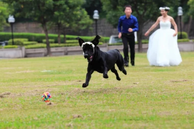 SPAS ZA DUŠU I TELO: Vlasnici pasa su zdraviji, evo zašto
