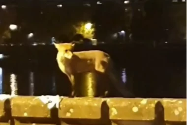NOVOSAĐANI U STRAHU! Ova divlja životinja slobodno šeta Petrovaradinom! STRUČNJACI POZIVAJU NA OPREZ! (VIDEO)