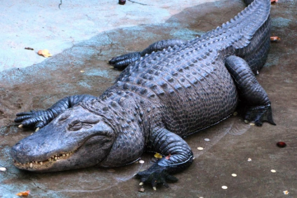 BEOGRADSKI ZOO VRT JE JEDINSTVEN U SVETU I TO ZAHVALJUJUĆU NJEMU! Ovo je priča o Muji! (FOTO)