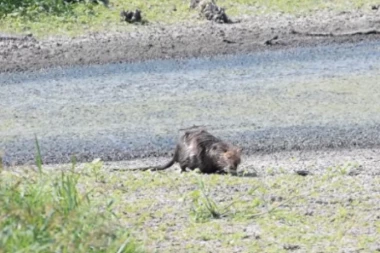 NIJE NI PACOV, NI KUNA, NI VIDRA, NITI DABAR! ! Otkriveno koja životinja plaši ljude podno Pupinovog mosta!
