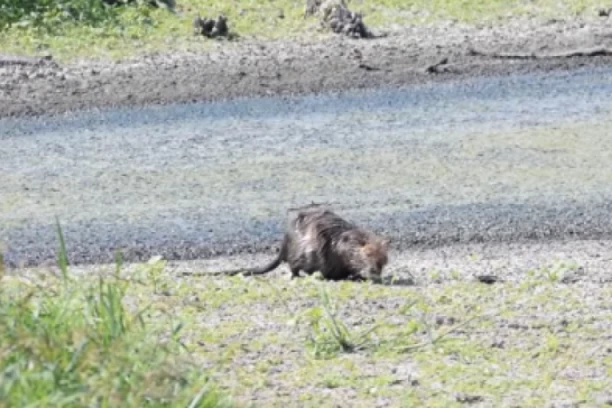 NIJE NI PACOV, NI KUNA, NI VIDRA, NITI DABAR! ! Otkriveno koja životinja plaši ljude podno Pupinovog mosta!