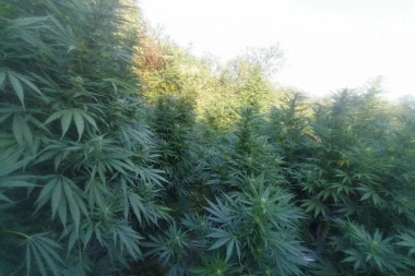 POLICIJA PRONAŠLA ZASAD MARIHUANE U KRUŠEVCU: Uzgajivač uvaćen na delo, stan pretvoren u pravu DŽUNGLU