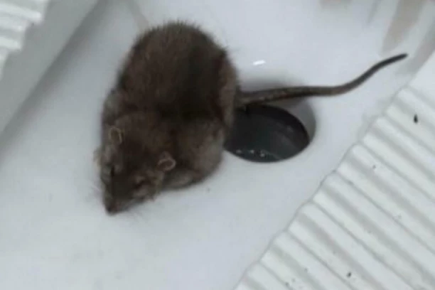 DA LI JE OVO NAJODVRATNIJE STVORENJE NA PLANETI? Nova fotografija zgrozila internet, zgroženi korisnici POVRAĆALI OD MUKE!