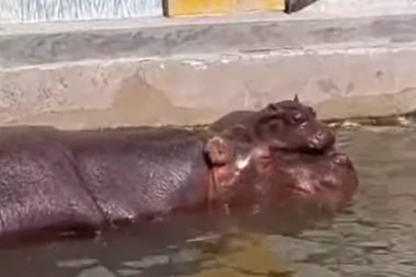 MAMA JULKA DOBILA BEBU! Još se ne zna da li je dečak ili devojčica! (VIDEO/FOTO)