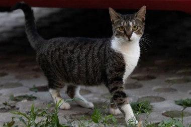 MASOVNO TROVANJE VLASNIČKIH MAČAKA U APATINU: Za samo 3 dana uginulo 7