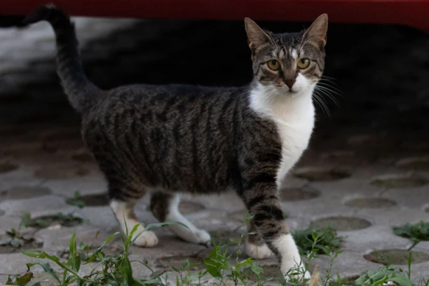 MASOVNO TROVANJE VLASNIČKIH MAČAKA U APATINU: Za samo 3 dana uginulo 7