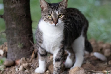 MANIJAK IDE NIŠOM, MUČI I PALI ŽIVOTINJE! Uznemirujuće fotografije mučenja mačaka u Nišu! (FOTO)