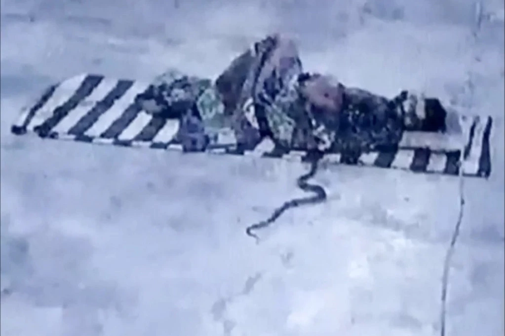 MIRNO JE SPAVAO, A ONDA MU SE SMRTONOSNA KOBRA ZAVUKLA POD ĆEBE! Čovek ostao paralisan, a ono što je usledilo zabeležile su kamere! (VIDEO)