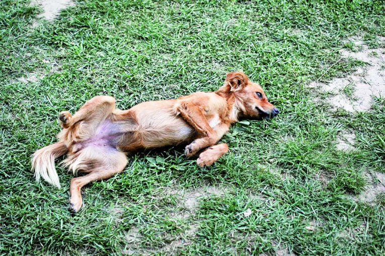 POvedite i vašeg kućnog ljubimca da uživa sa vama jer je imanje pet-frendli