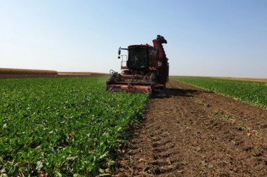 POČELA NOVA KAMPANJA PRERADE ŠEĆERNE REPE: Sunoko prerađuje 1,4 miliona tona šećerne repe