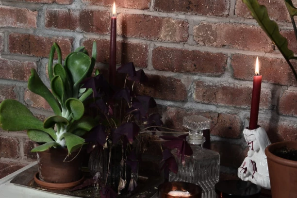 TRI BILJKE KOJE PRIVLAČE NOVAC: Pazite se OVIH GREŠAKA, inače sledi propast!