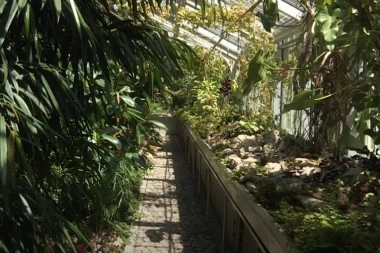 NEOBIČNA IZLOŽBA I EVERGRIN FEST U BOTANIČKOJ BAŠTI "JEVREMOVAC": Postavka živih eksponata na jedan dan