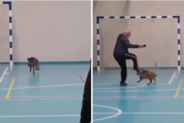 DIVLJA SVINJA UPALA NA ČAS FIZIČKOG! Ono što je uradio profesor, izazvalo je BURU na društvenim mrežama!