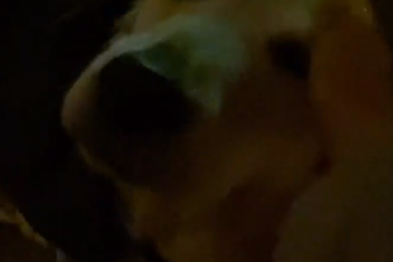 Pljačkaši su napali i psa Donu