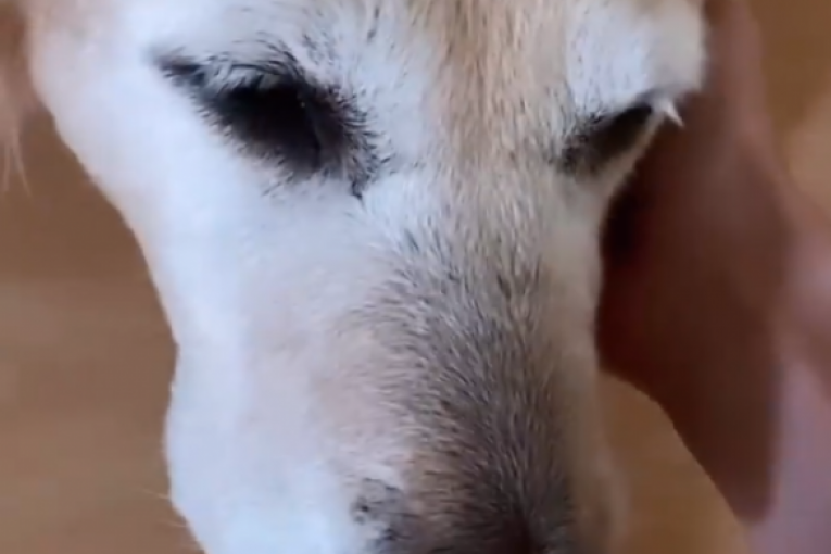 Pas Dona je povređena tokom pljačke