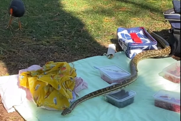 TAMO JE TATA SEDEO! Porodični piknik upropastila ZMIJURINA OD DVA METRA: Ščepali decu kad su videli pitona, a onda... (VIDEO)