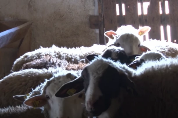 MEDVEDI URNISALI STADO OVACA VLADIMIRA STOJKOVIĆA NA GOLIJI! Neverovatno kako su upali u štalu! KO PRAVI KRIMINALCI, SVI U ŠOKU!