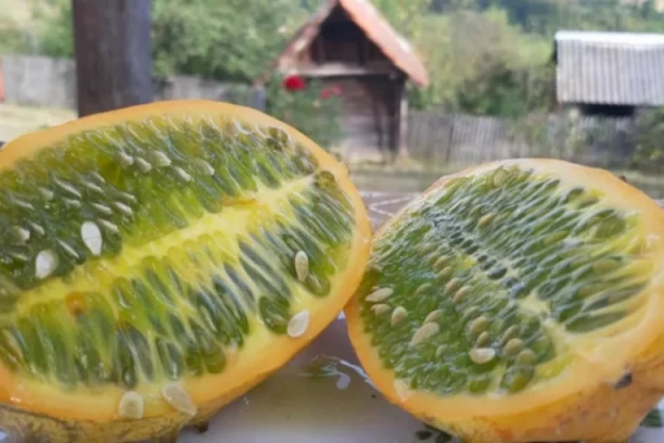 VITAMINSKA BOMBA IZ AFRIKE RAĐA USRED SRBIJE: Milan počeo sa samo par semenki, a sad ne može da posadi koliko se traži - cena 1.500 dinara za kilogram (FOTO)