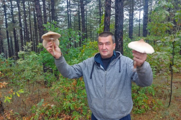PUHARA I SUNČANICA SU SRPSKI DELIKATES BOLJI OD TARTUFA: Rastu na Ravnoj gori, a imaju ukus mesa i prava su kraljevska hrana