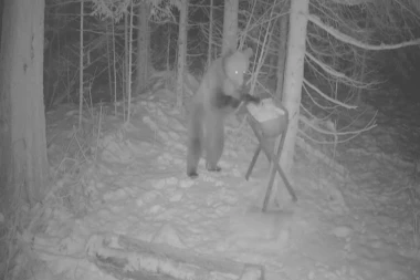 ZORAN SA TARE ZA GODINU DANA DOBIO STO KILOGRAMA: Stručnjaci kažu da je u dobroj kondiciji! OVO SE PRVI PUT DESILO (FOTO)