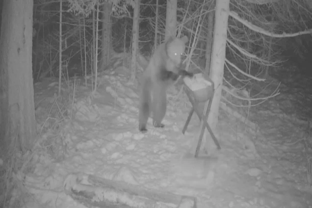 ZORAN SA TARE ZA GODINU DANA DOBIO STO KILOGRAMA: Stručnjaci kažu da je u dobroj kondiciji! OVO SE PRVI PUT DESILO (FOTO)