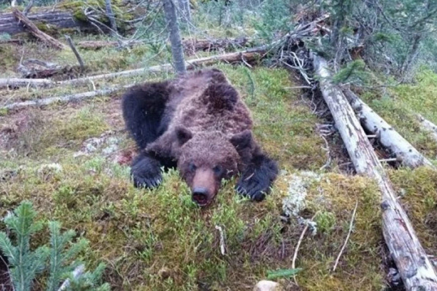 MEDVEDEV U KOMI NAKON RVANJA SA MEDVEDOM! Tragedija u Rusiji, traje borba za život, mladiću je tokom borbe NAPRSLA LOBANJA!