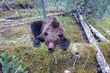 MEDVEDEV U KOMI NAKON RVANJA SA MEDVEDOM! Tragedija u Rusiji, traje borba za život, mladiću je tokom borbe NAPRSLA LOBANJA!