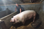 GUINNESS-WORTHY SOW FROM ŠUMADIJA! She weighs 500 kilos, and everyone bets on her in the village - the number goes as high as 28! (PHOTO)