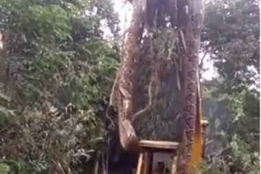 SVET U ČUDU! Radnici pronašli džinovsku zmiju! DIZALI JE BAGEROM! (VIDEO)