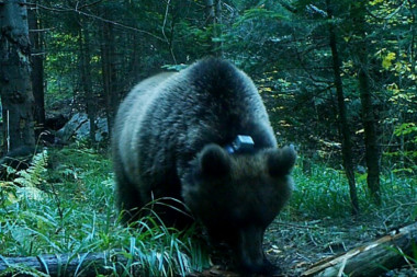 REKORDER! NIKO NE BI VOLEO SA NJIM DA SE SRETNE: Na Tari živi mrki medved težak skoro 250 kilograma - jedina dobra stvar je što je pod danonoćnom prismotrom (FOTO)
