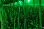 Niška policija uhapsila dilere i zatvorila laboratoriju marihuane sa 177 stabljika kanabisa